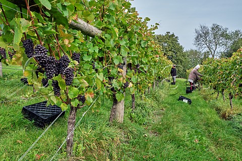 Picking Pinot Noir grapes in Coldharbour Vineyard of Sugrue South Downs  Sutton West Sussex England