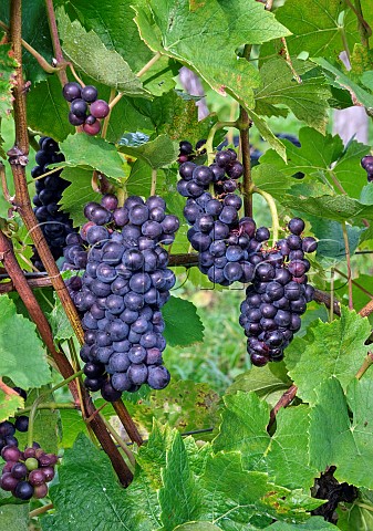 Pinot Noir grapes in Coldharbour Vineyard of Sugrue South Downs  Sutton West Sussex England