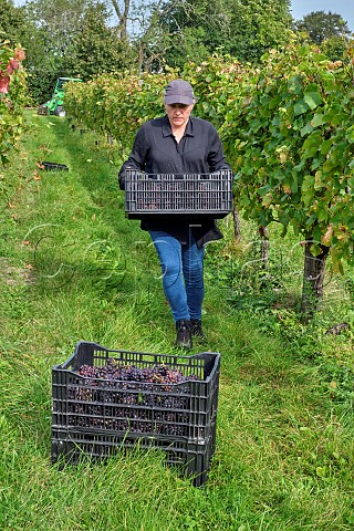 Liesa Davey vineyard manager collecting crates of Pinot Noir grapes in Coldharbour Vineyard of Sugrue South Downs  Sutton West Sussex England