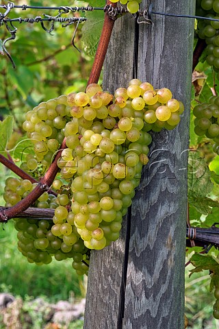 Chardonnay grapes in Coldharbour Vineyard of Sugrue South Downs  Sutton West Sussex England