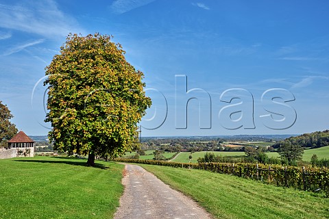 Chestnut Tree by Coldharbour Vineyard of Sugrue South Downs  Sutton West Sussex England