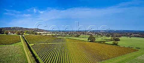 Coldharbour Vineyard of Sugrue South Downs  Sutton West Sussex England