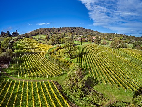 Autumnal vineyards of Blackdown Ridge Estate with Black Down beyond the highest point in the South Downs National Park at 918 feet  Haslemere Sussex England