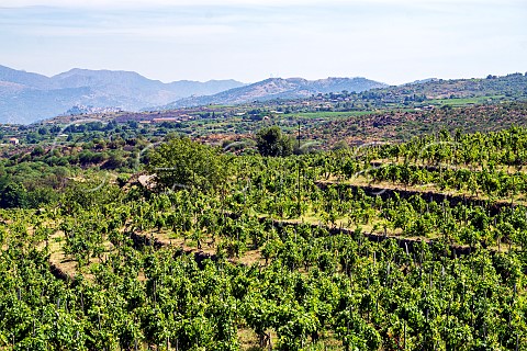 Vineyards at Contrada Guardiola Castiglione di Sicilia Sicily Italy Etna