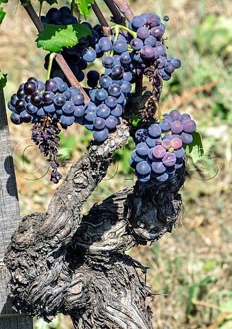 70year old Nerello Mascalese vine of Palmento Costanzo Contrada Santo Spirito Passopisciaro Sicily Italy Etna