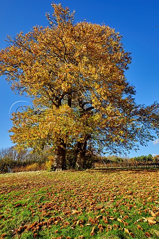 Autumnal Sweet Chestnut tree in vineyard of Stopham Estate Stopham Sussex England