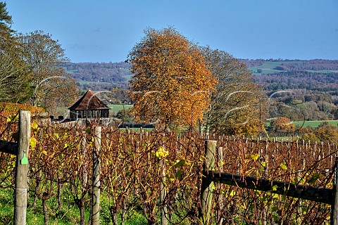 Coldharbour Vineyard of Sugrue South Downs  Sutton West Sussex England