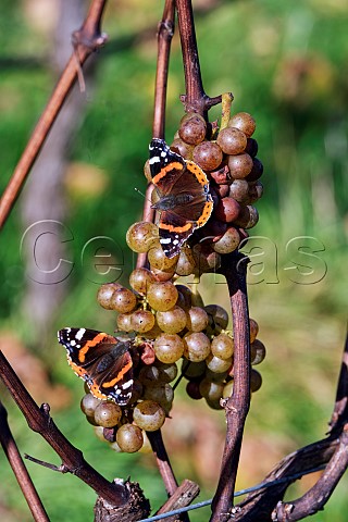 Red Admiral butterflies feeding on Pinot Blanc grapes in Stopham Estate vineyard Stopham Sussex England