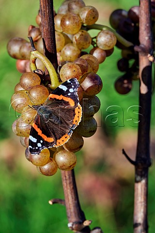 Red Admiral butterfly feeding on Pinot Blanc grapes in Stopham Estate vineyard Stopham Sussex England
