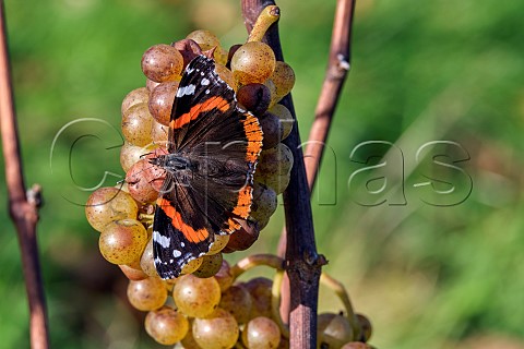 Red Admiral butterfly feeding on Pinot Blanc grapes in Stopham Estate vineyard Stopham Sussex England