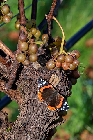 Red Admiral butterfly perched on trunk of Pinot Blanc vine Stopham Estate vineyard Stopham Sussex England