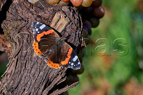 Red Admiral butterfly perched on trunk of Pinot Blanc vine Stopham Estate vineyard Stopham Sussex England