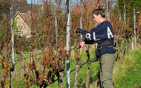 Adderley Pelly vineyard manager pruning Pinot Blanc vines which were left unpicked due to the huge crop of 2023  Stopham Estate vineyard Stopham Sussex England