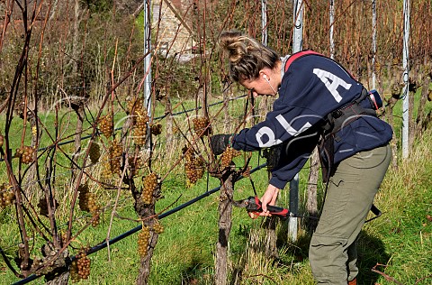 Adderley Pelly vineyard manager pruning Pinot Blanc vines which were left unpicked due to the huge crop of 2023  Stopham Estate vineyard Stopham Sussex England