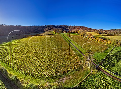 Coldharbour Vineyard of Sugrue South Downs  Sutton West Sussex England