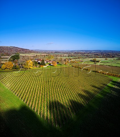 Coldharbour Vineyard of Sugrue South Downs  Sutton West Sussex England