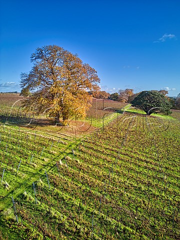 Autumnal Sweet Chestnut tree in vineyard of Stopham Estate Stopham Sussex England