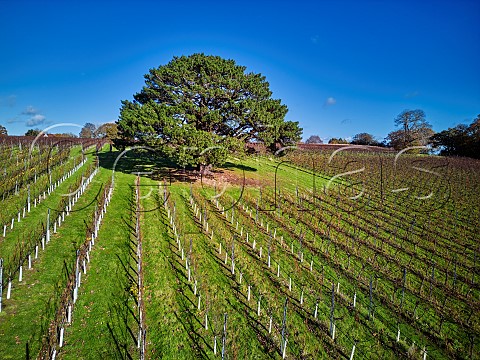 Historic pine tree in vineyard of Stopham Estate as depicted on their labels Stopham Sussex England