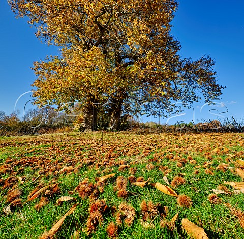 Autumnal Sweet Chestnut tree in vineyard of Stopham Estate Stopham Sussex England