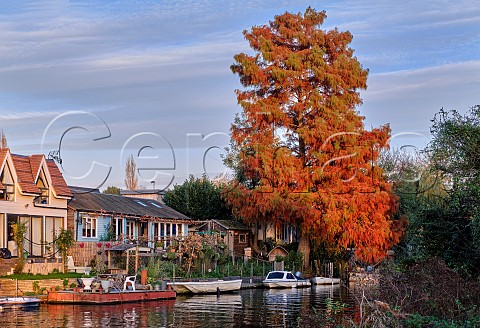 Swamp Cypress tree on Garricks Ait in the River Thames West Molesey Surrey England
