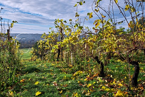 Old Seyval Blanc vines in autumn Godstone Vineyards Godstone Surrey England