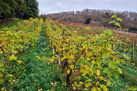 Seyval Blanc vines in autumn Godstone Vineyards Godstone Surrey England