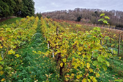 Seyval Blanc vines in autumn Godstone Vineyards Godstone Surrey England
