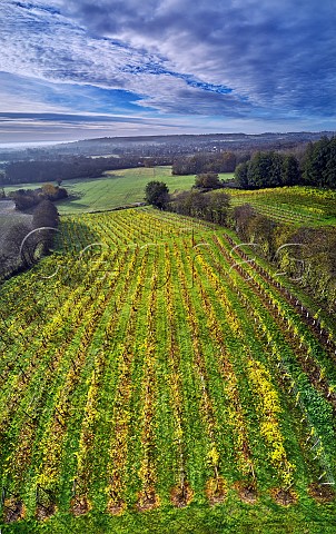 Autumnal Seyval Blanc vines of Godstone Vineyards Godstone Surrey England