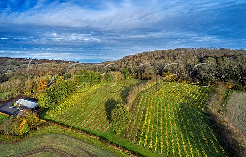 Godstone Vineyards in late autumn Bacchus vines on left and Seyval Blanc on right Godstone Surrey England