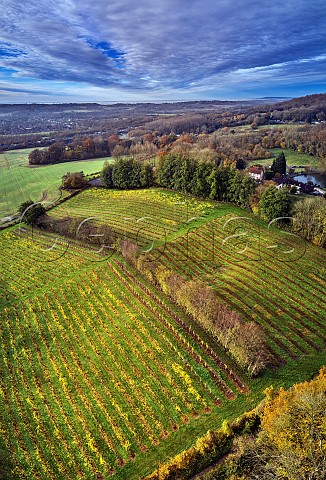 Godstone Vineyards in late autumn Seyval Blanc vines on left and Bacchus on right Godstone Surrey England