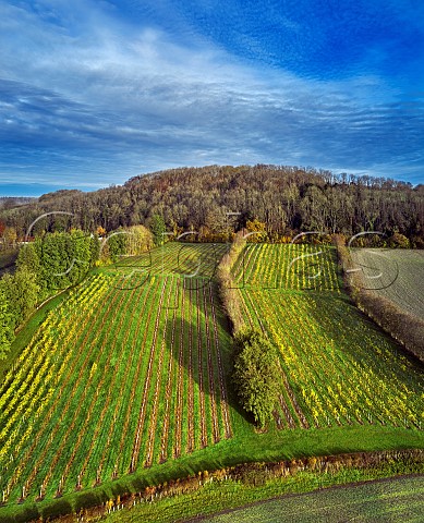 Godstone Vineyards in late autumn Bacchus vines on left and Seyval Blanc on right Godstone Surrey England