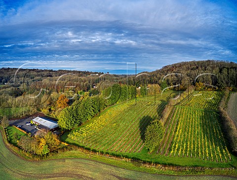 Godstone Vineyards in late autumn Bacchus vines on left and Seyval Blanc on right Godstone Surrey England