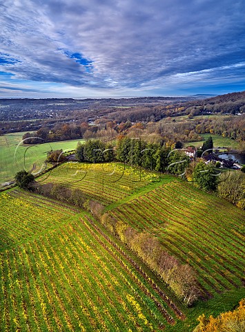 Godstone Vineyards in late autumn Seyval Blanc vines on left and Bacchus on right Godstone Surrey England