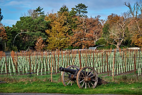 The Grape Escape Vineyard of Neil Corbould The cannon is one from the film Napoleon   St Anns Hill Farm Chertsey Surrey England