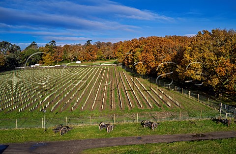 Chardonnay block of The Grape Escape Vineyard of Neil Corbould The cannons are from the film Napoleon   St Anns Hill Farm Chertsey Surrey England