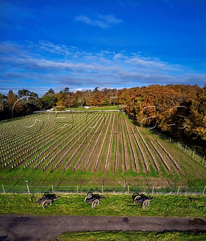 Chardonnay block in The Grape Escape Vineyard of Neil Corbould The cannons are from the film Napoleon   St Anns Hill Farm Chertsey Surrey England