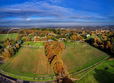 The Grape Escape Vineyard of Neil Corbould Chardonnay block on left and Pinot Noir and Meunier on right The cannons are from the film Napoleon   St Anns Hill Farm Chertsey Surrey England