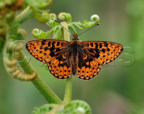 Pearlbordered Fritillary perched on Bracken Verdley Wood Henley Sussex England