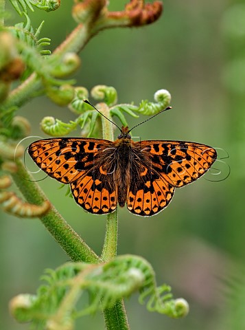 Pearlbordered Fritillary perched on Bracken Verdley Wood Henley Sussex England