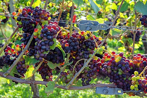 Vraison of pinot noir grapes in the Mayschosser Burgberg vineyard Mayschoss Germany Ahr