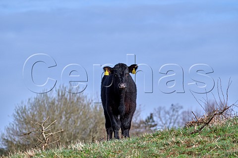 Aberdeen Angus steer