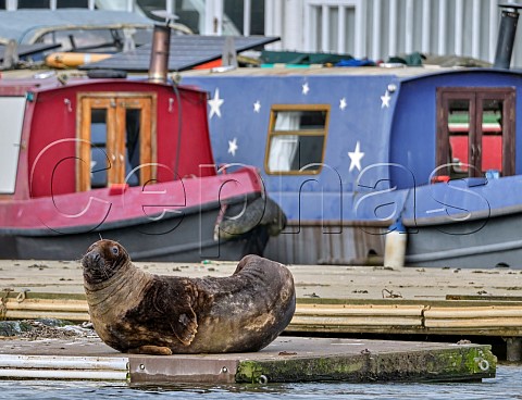 Grey Seal resting on the jetty of Hampton Sailing Club on the River Thames at Hampton West London  It will have somehow negotiated Teddington and Molesey locks to swim this far up the nontidal river