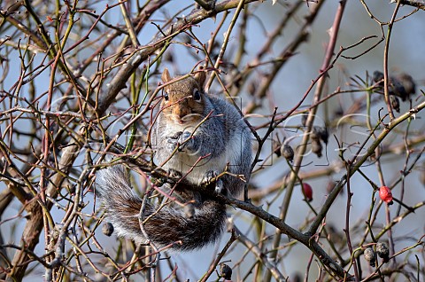 Grey Squirrel sitting in Hawthorn bush  West Molesey Surrey England