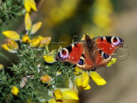 Peacock butterfly nectaring on gorse flowers  Molesey Reservoirs Nature Reserve West Molesey Surrey England