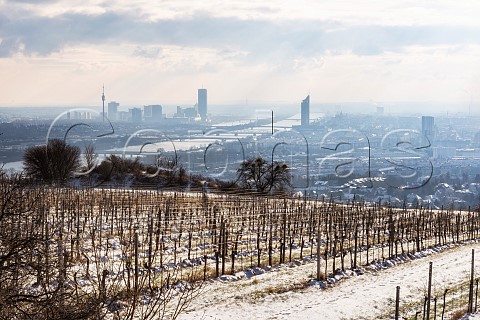 Preussen vineyard in winter  Nussberg Vienna Austria  Wien