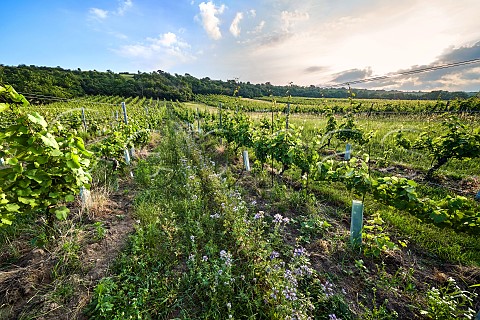 Vineyards in spring at Spitzerberg Niedersterreich Austria  Carnuntum