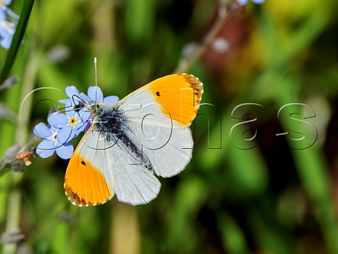 Orange Tip nectaring on Forgetmenot flowers Molesey Reservoirs Nature Reserve West Molesey Surrey