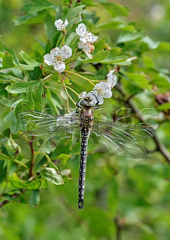 Hairy Dragonfly perched on Hawthorn flowers Molesey Reservoirs Nature Reserve West Molesey Surrey England