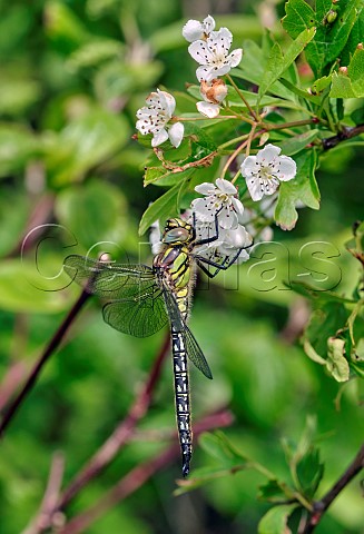 Hairy Dragonfly perched on Hawthorn flowers Molesey Reservoirs Nature Reserve West Molesey Surrey England