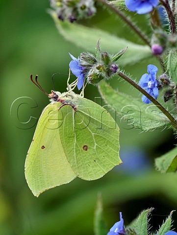 Brimstone nectaring on Green Alkanet Molesey Reservoirs Nature Reserve West Molesey Surrey England